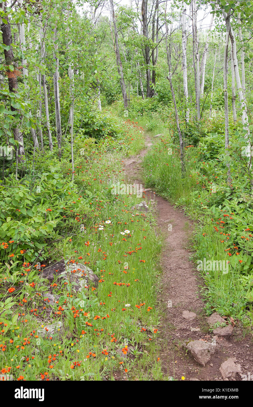 Scenery along Superior Hiking Trail in Minnesota with woods ferns and wildflowers Stock Photo