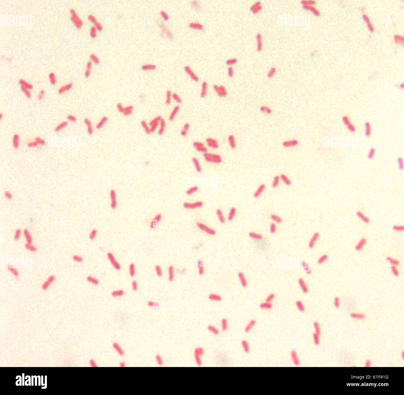 Yersinia pestis, Gram-negative bacillus, 1000x Magnification. Y. pestis, is a small (0.5 x 1.0 {micro}m) gram-negative bacillus. Bipolar staining occurs when using Wayson, Wright, Giemsa, or methylene blue stain, and may occasionally be seen in Gram-stained preparations. Image courtesy CDC/Courtesy of Larry Stauffer, Oregon State Public Health Laboratory, 2002. Stock Photo