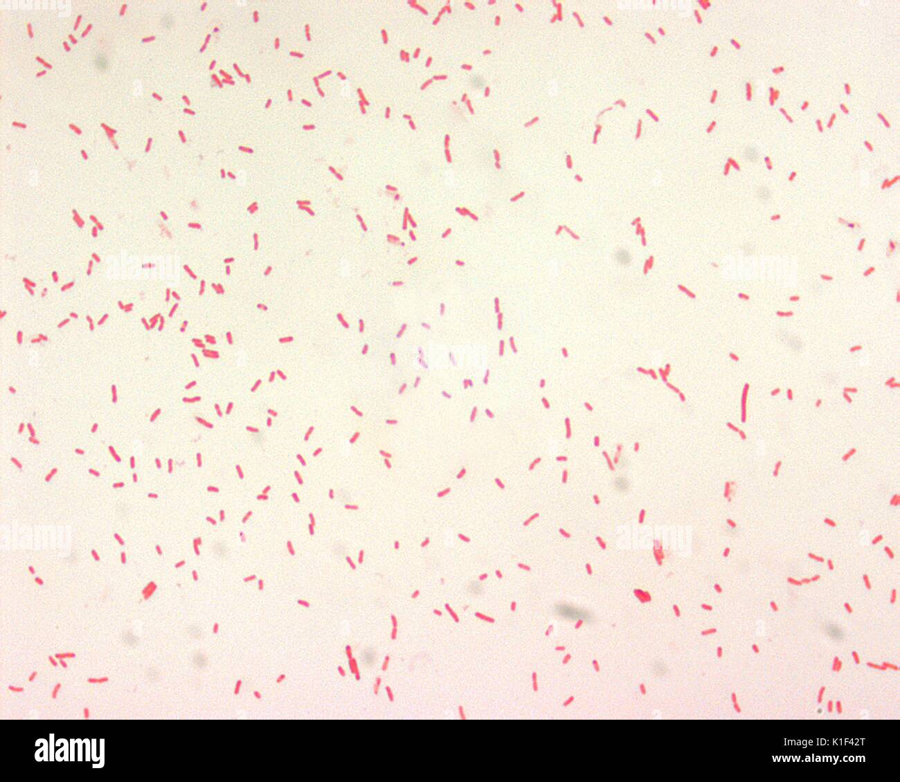 Yersinia pestis, Gram-negative bacillus. Y. pestis, is a small (0.5 x 1.0 {micro}M) gram-negative bacillus. Bipolar staining occurs when using Wayson, Wright, Giemsa, or methylene blue stain, and may occasionally be seen in Gram-stained preparations. Image courtesy CDC/Courtesy of Larry Stauffer, Oregon State Public Health Laboratory, 2002. Stock Photo