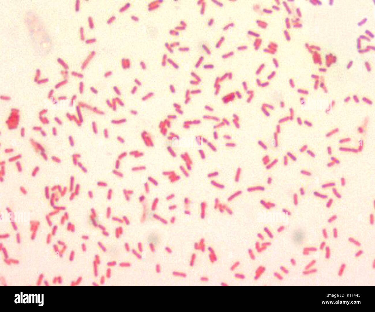 Yersinia pestis, Gram-negative bacillus, 1000x Magnification. Y. pestis, is a small (0.5 x 1.0 {micro}M) gram-negative bacillus. Bipolar staining occurs when using Wayson, Wright, Giemsa, or methylene blue stain, and may occasionally be seen in Gram-stained preparations. Image courtesy CDC/Courtesy of Larry Stauffer, Oregon State Public Health Laboratory, 2002. Stock Photo