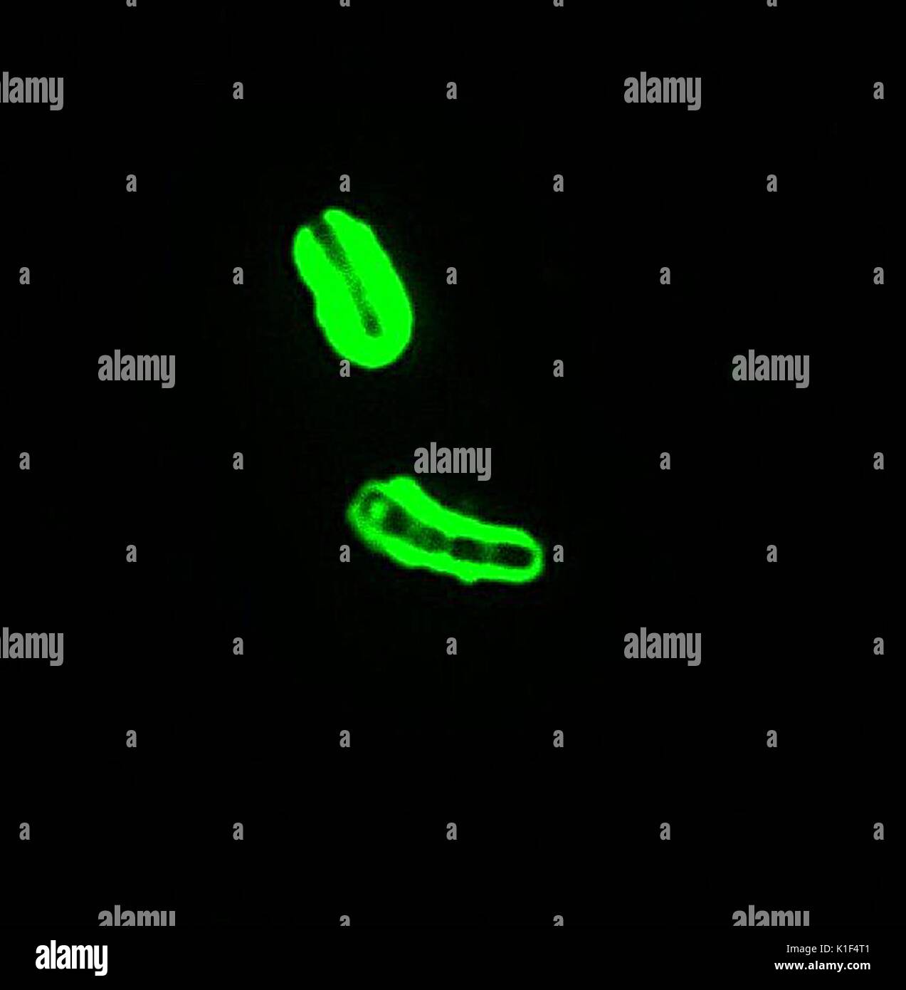 Bacillus anthracis Direct Fluorescent Antibody (DFA) capsule stain, at