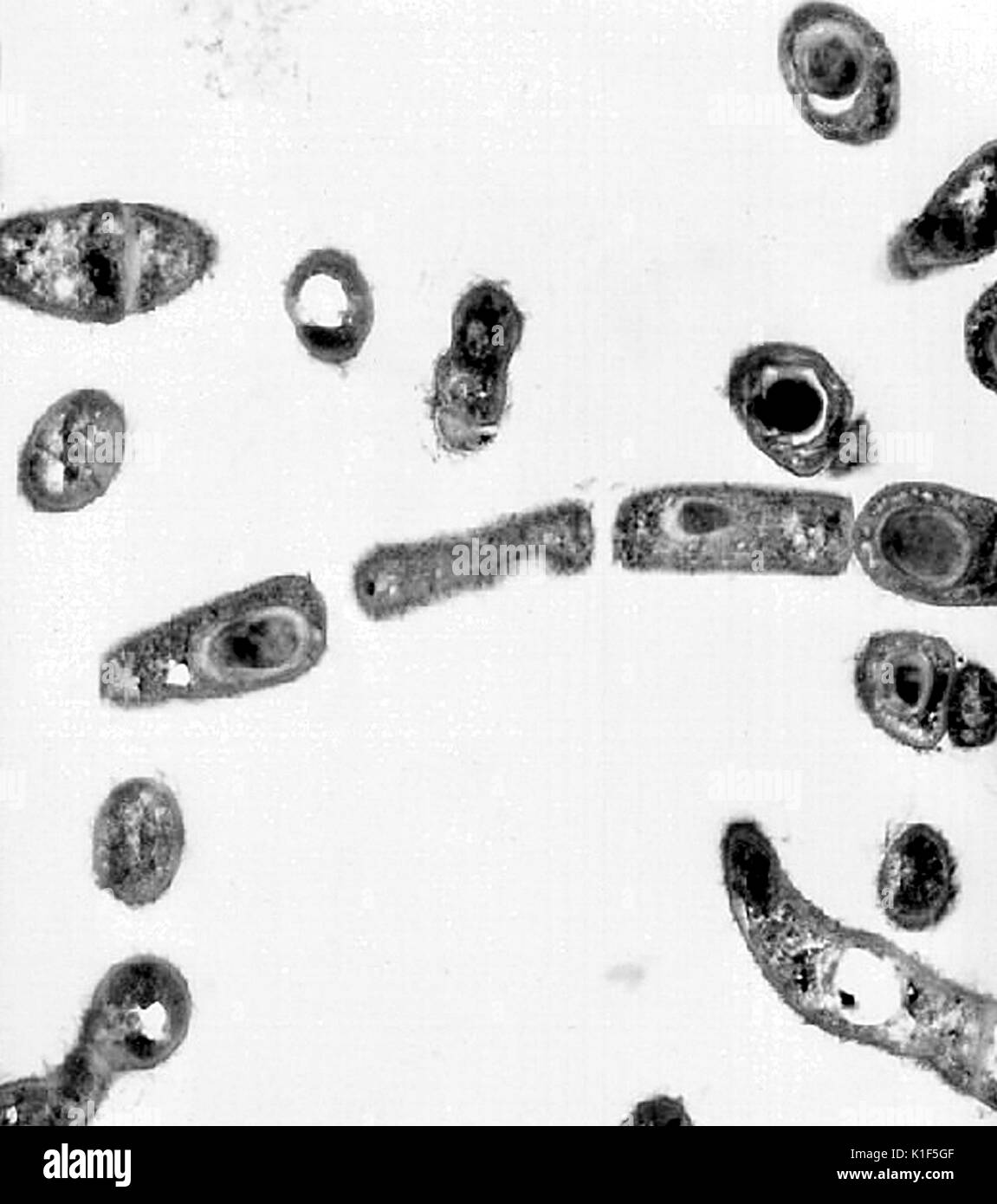 Transmission electron micrograph of Bacillus anthracis . Transmission electron micrographic image of Bacillus anthracis . Image courtesy CDC/Dr. Sherif Zaki, Elizabeth White, 2001. Stock Photo