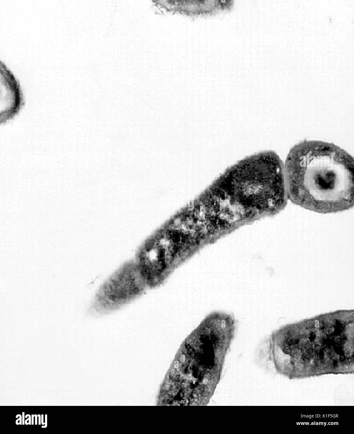 Transmission electron micrograph of Bacillus anthracis . Transmission electron micrographic image of Bacillus anthracis . Image courtesy CDC/Dr. Sherif Zaki, Elizabeth White, 2001. Stock Photo