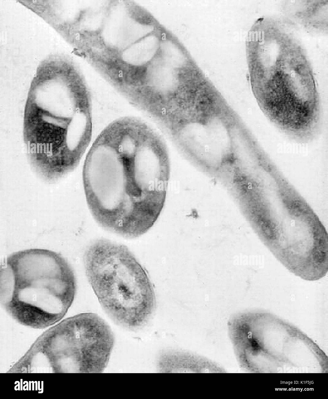 Transmission electron micrographic image of Bacillus anthracis . Image courtesy CDC/Dr. Sherif Zaki, Elizabeth White, 2001. Stock Photo