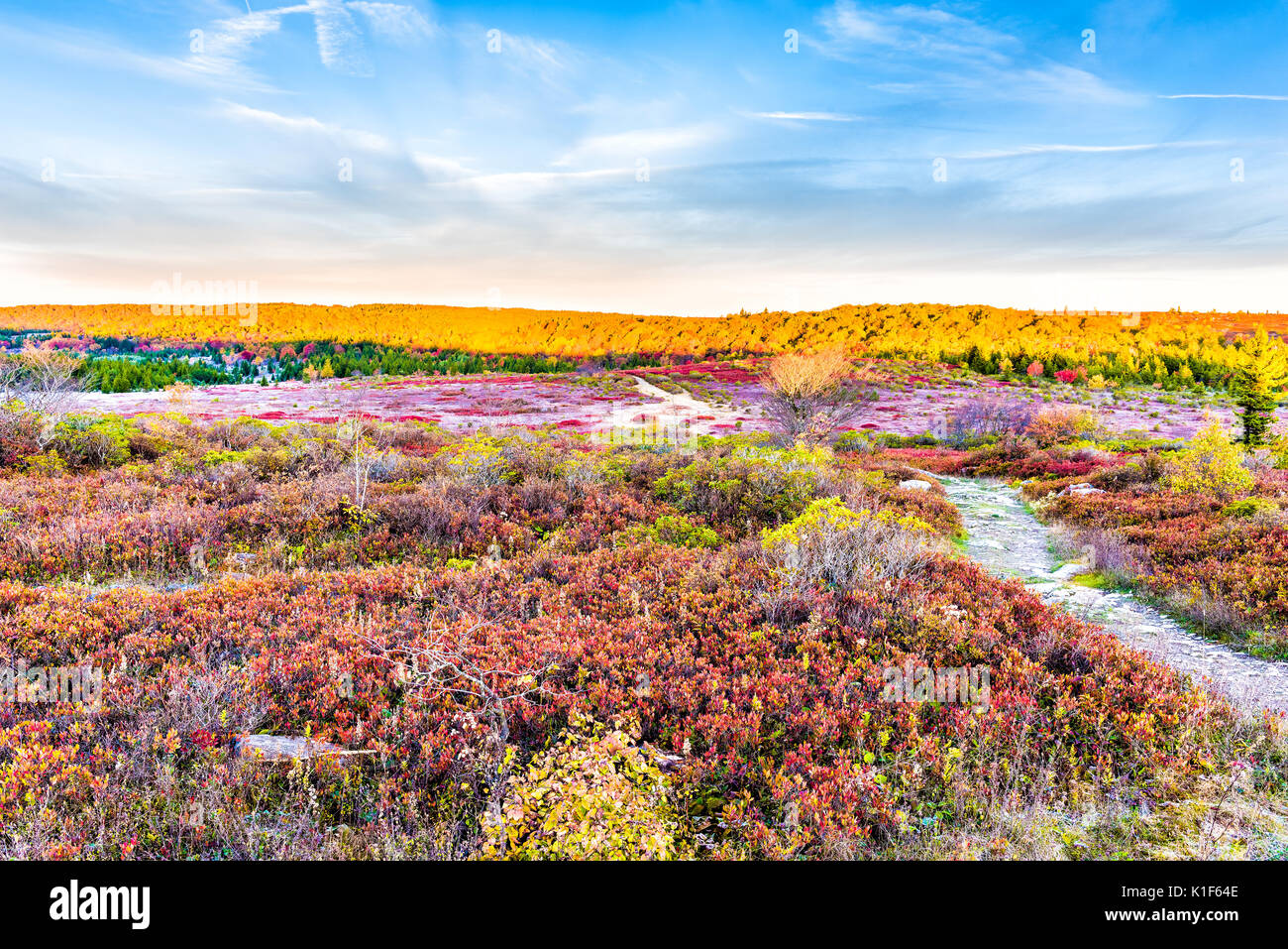 Icy frost on red blueberry huckleberry bush trail path illuminated by morning sunlight at Dolly
