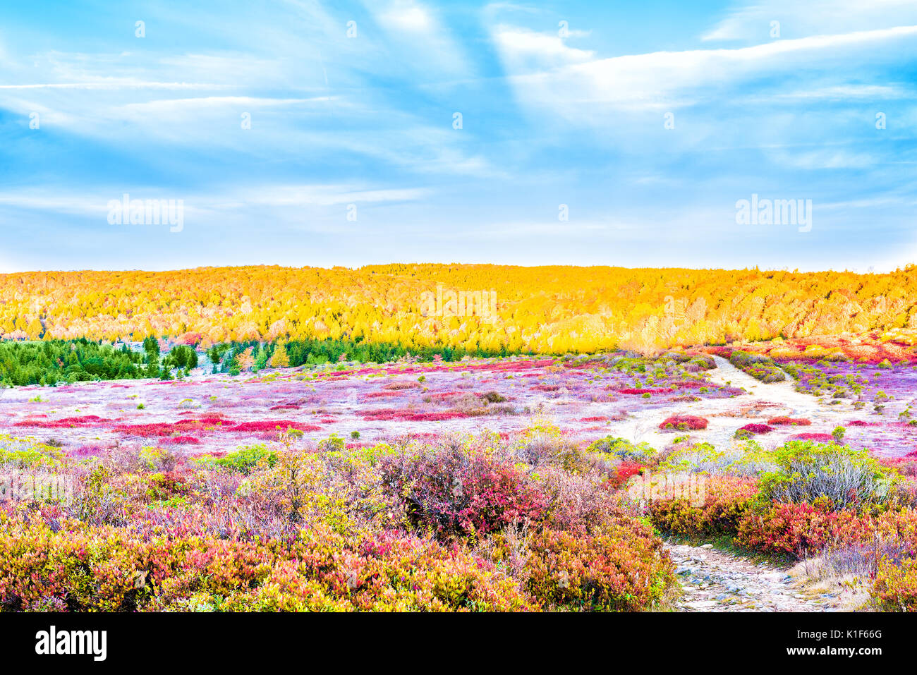 Icy frost on red blueberry huckleberry bush trail path illuminated by morning sunlight at Dolly