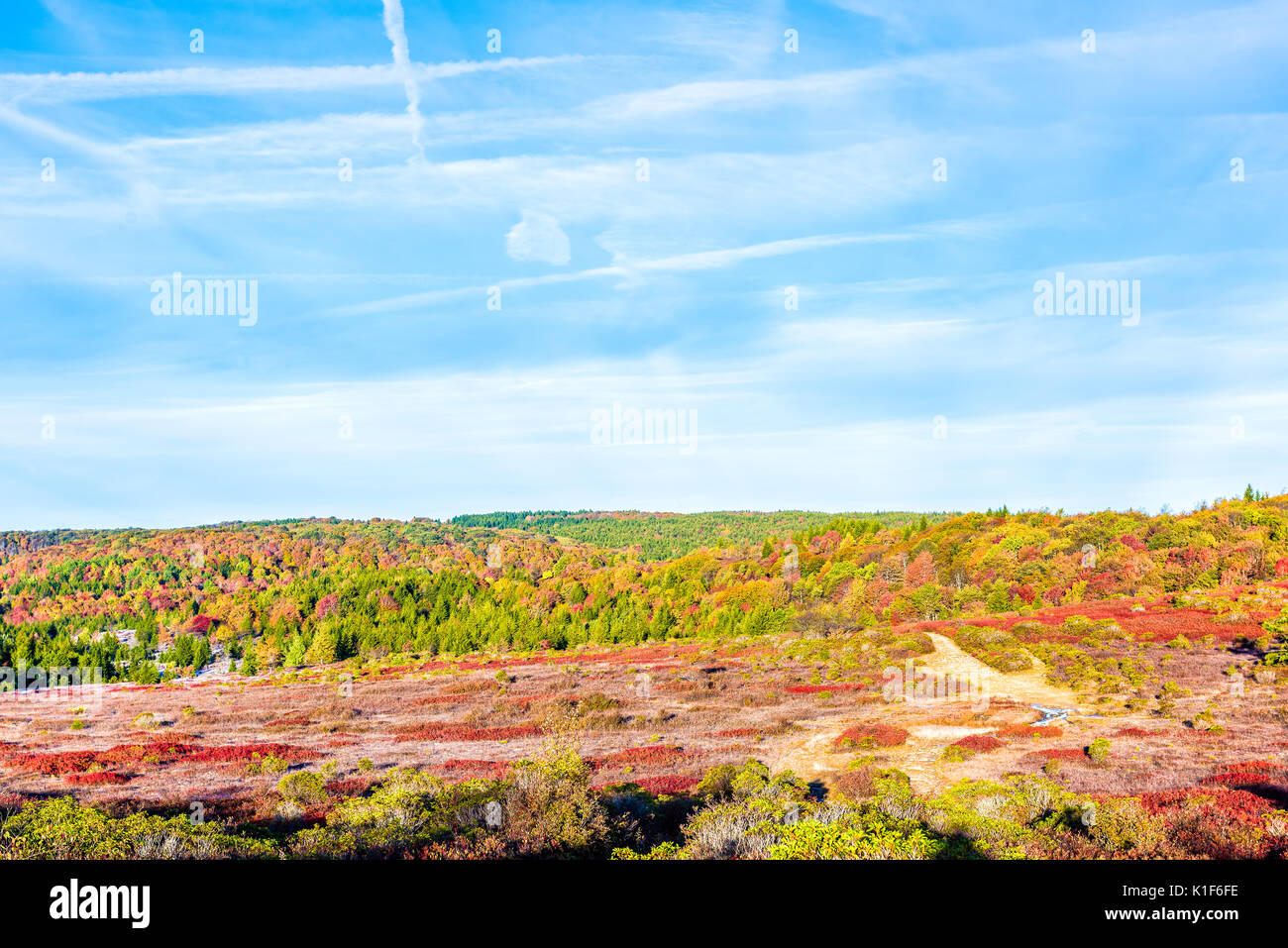 Icy frost on red blueberry huckleberry bush trail path illuminated by morning sunlight at Dolly