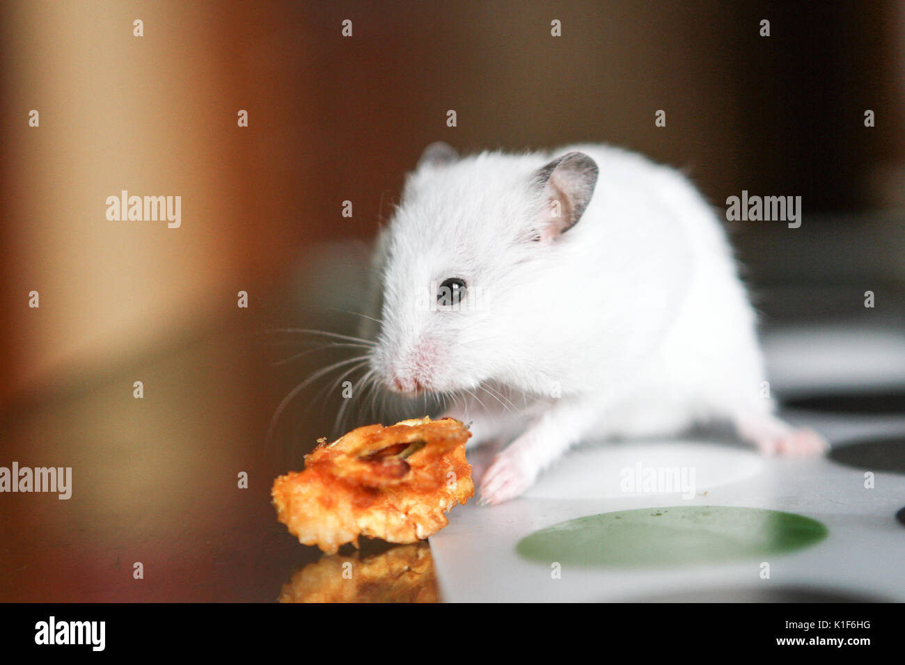 hamster eating chocolate