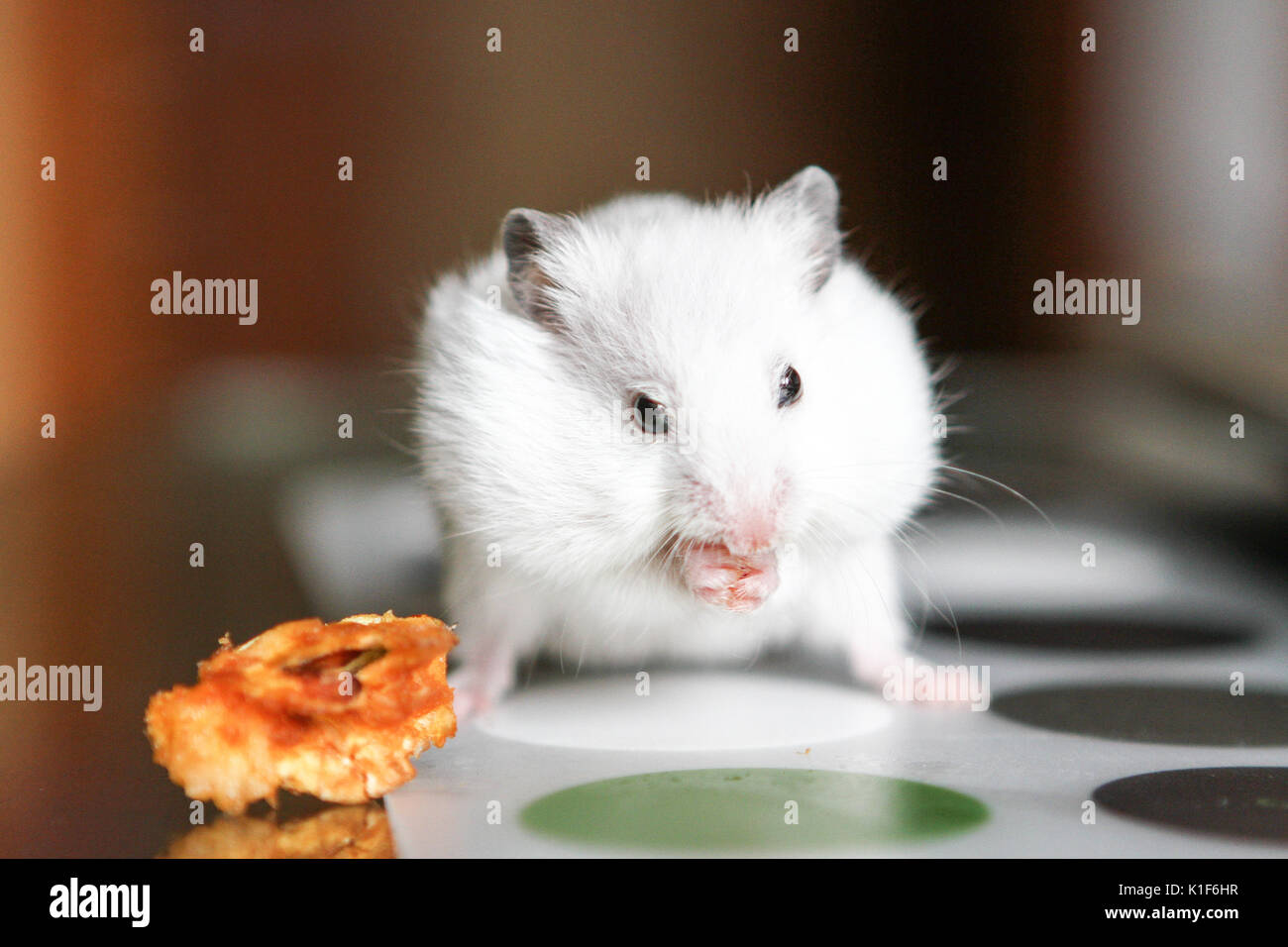 Cute funny white little hamster eats an Apple Stock Photo - Alamy