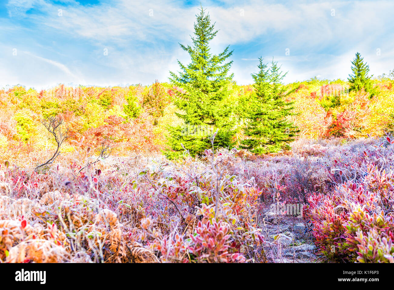 Frost iced trail path of blueberry bushes illuminated by morning sunlight at Dolly Sods, West