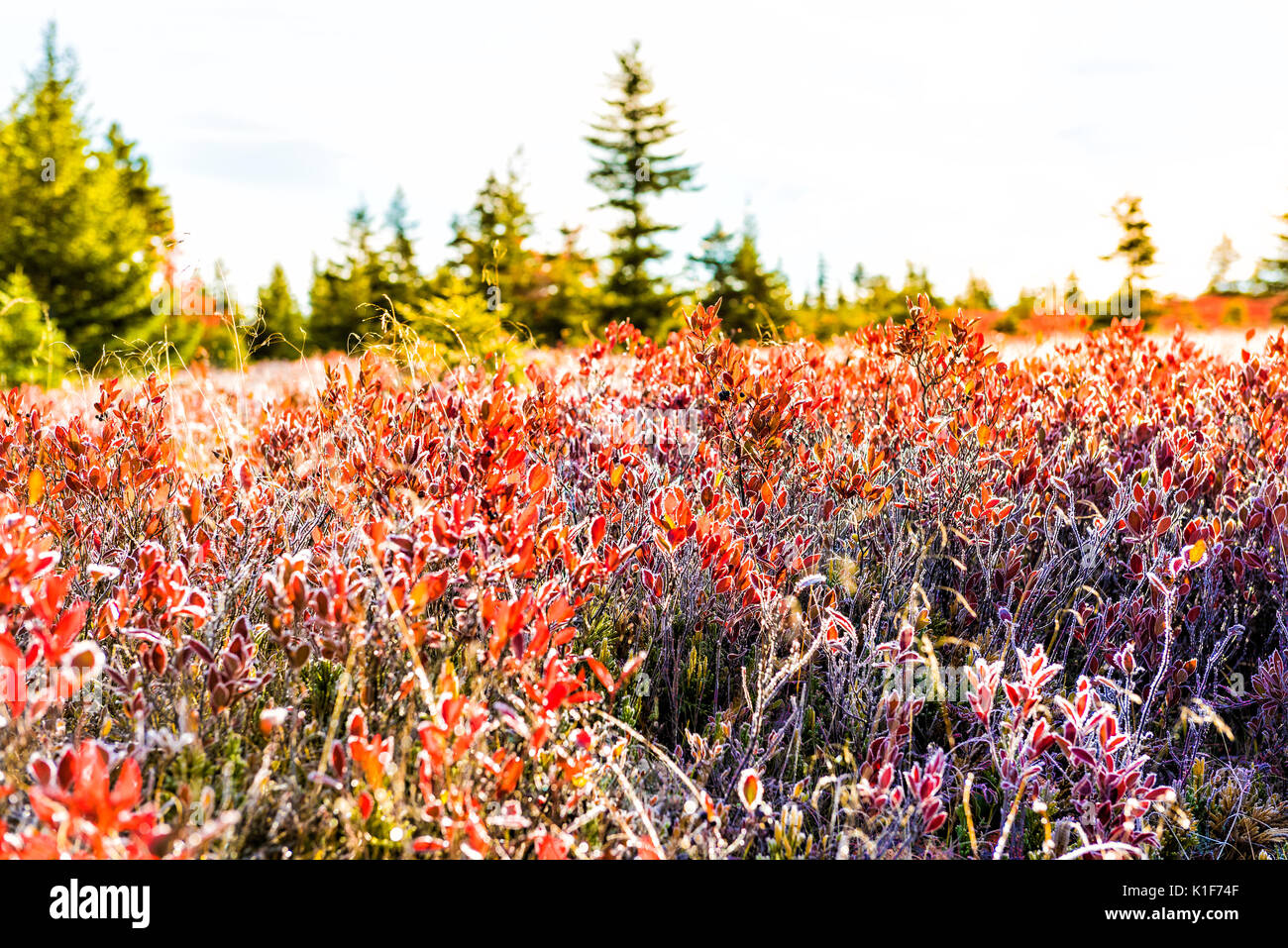Frost iced trail of red blueberry bushes illuminated by morning sunlight at Dolly Sods, West
