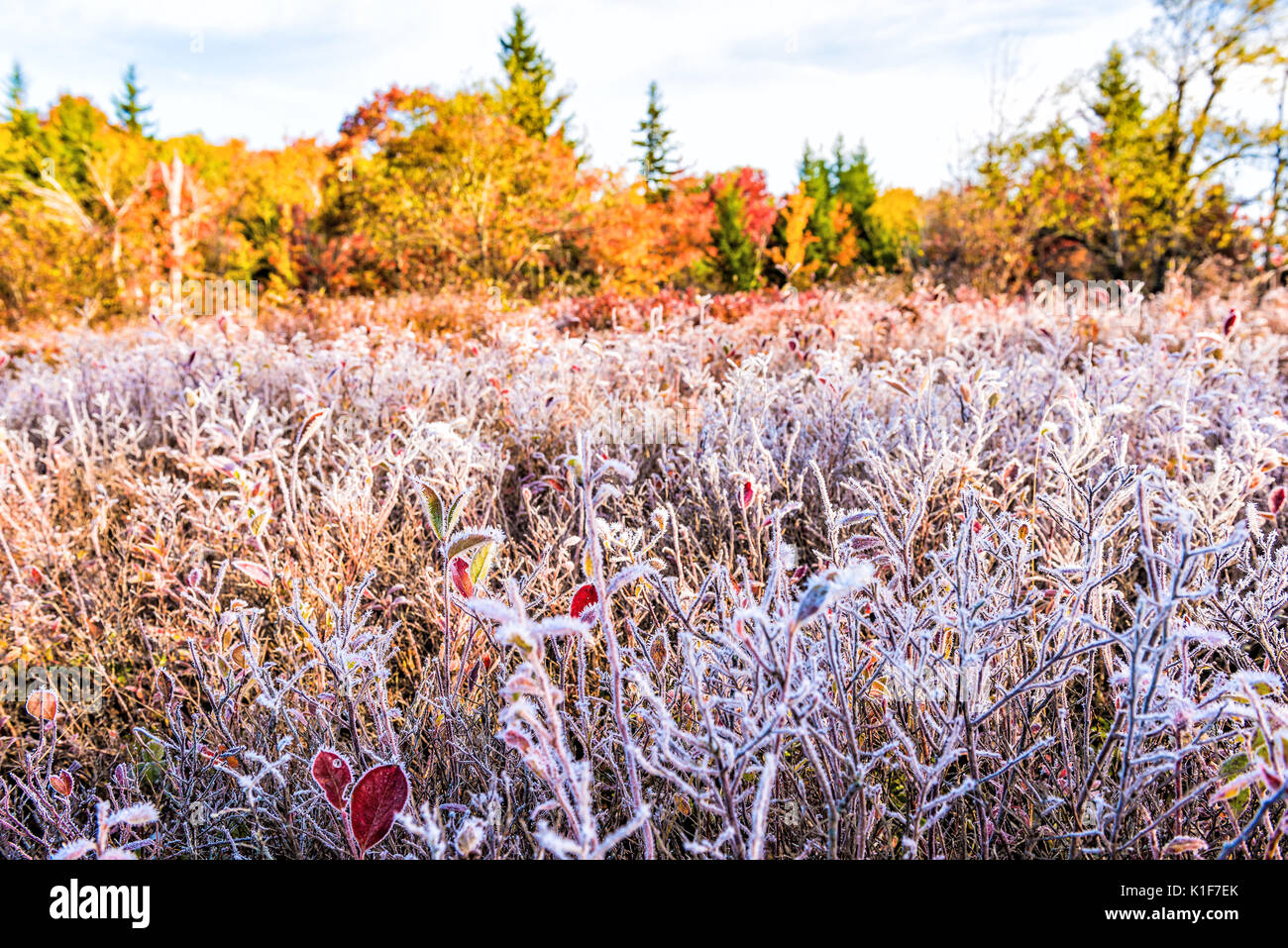 Frost iced trail of red blueberry bushes illuminated by morning sunlight at Dolly Sods, West