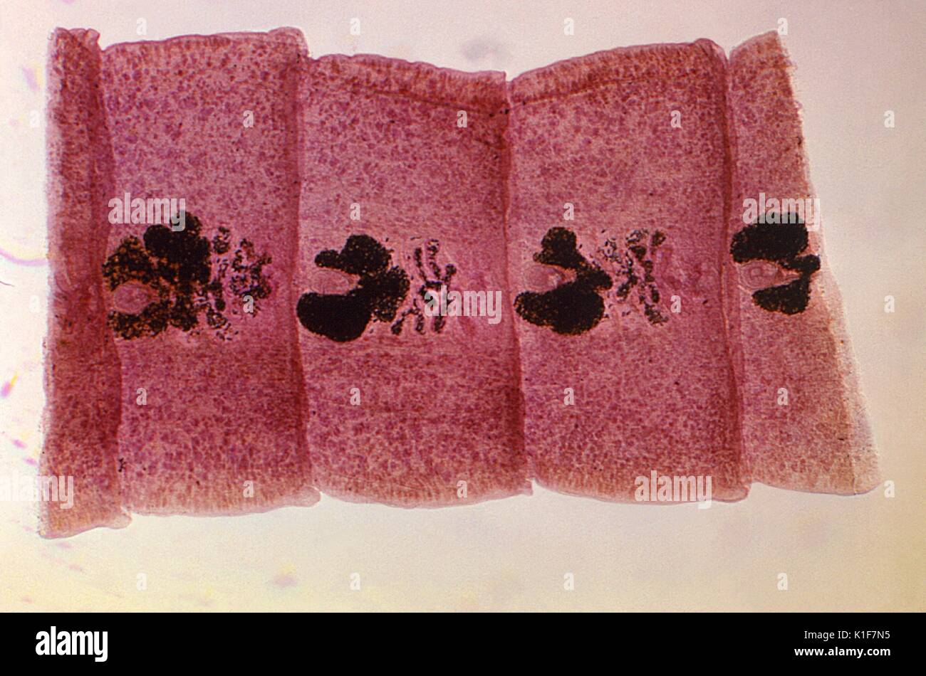 Gravid proglottids of Diphyllobothrium latum . Cestode, tapeworm, parasite. Image courtesy CDC/Dr. Mae Melvin, 1979. Stock Photo