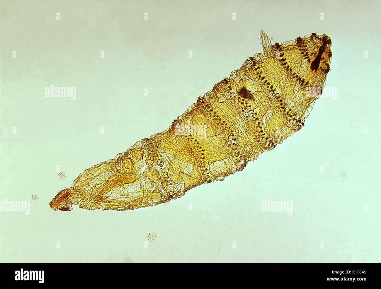 First instar larva of Cuterebra, a genus of botfly. Fly, parasite ...
