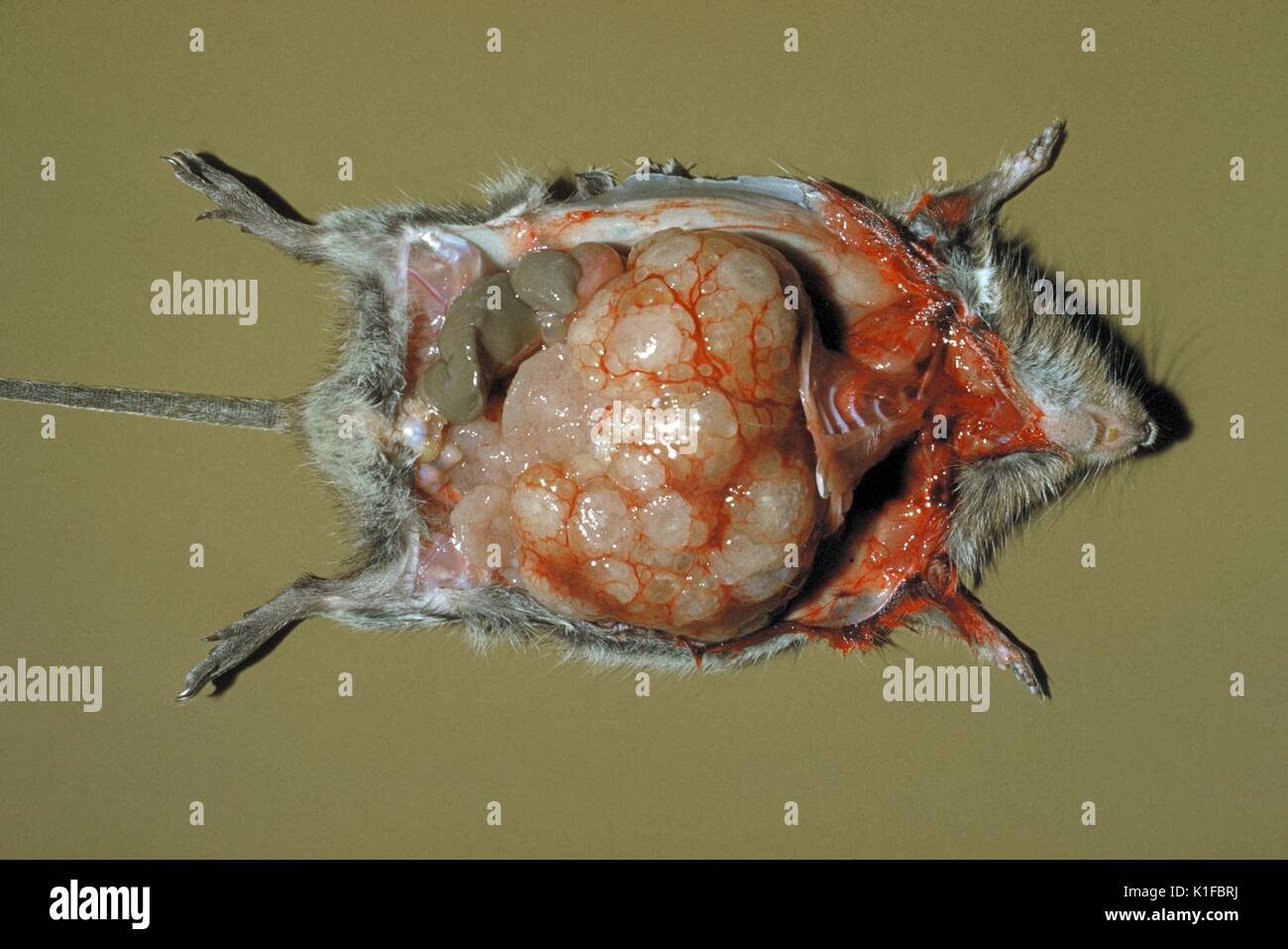 Dissected Rat Showing Evidence Of Echinococcosis Due To Echinococcus Multilocularis In Organs At 45 Days Dissected Rat Showing Evidence Of Echinococcosis Due To Echinococcus Multilocularis In Organs At 45 Days Gross Pathology