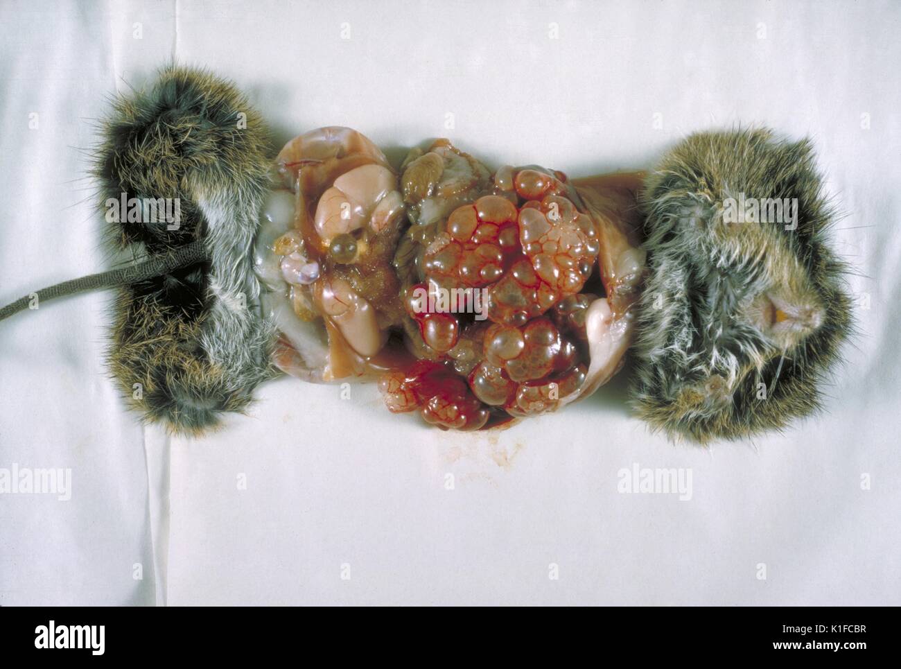 Gross Pathology Of Cotton Rat Infected With Echinococcus Multilocularis Gross Pathology Of Cotton Rat Infected With Echinococcus Multilocularis First E Locularis Isolated In The United States Proper Necropsy Image Courtesy Cdc Dr