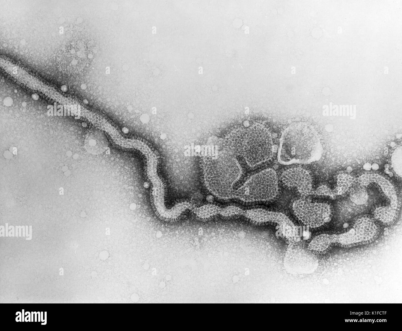 This transmission electron micrograph (TEM) depicted the influenza C virus. IMGSETINF, This transmission electron micrograph (TEM) depicted the influenza C virus. Image courtesy CDC/Dr. Erskine Palmer, 1981. Stock Photo