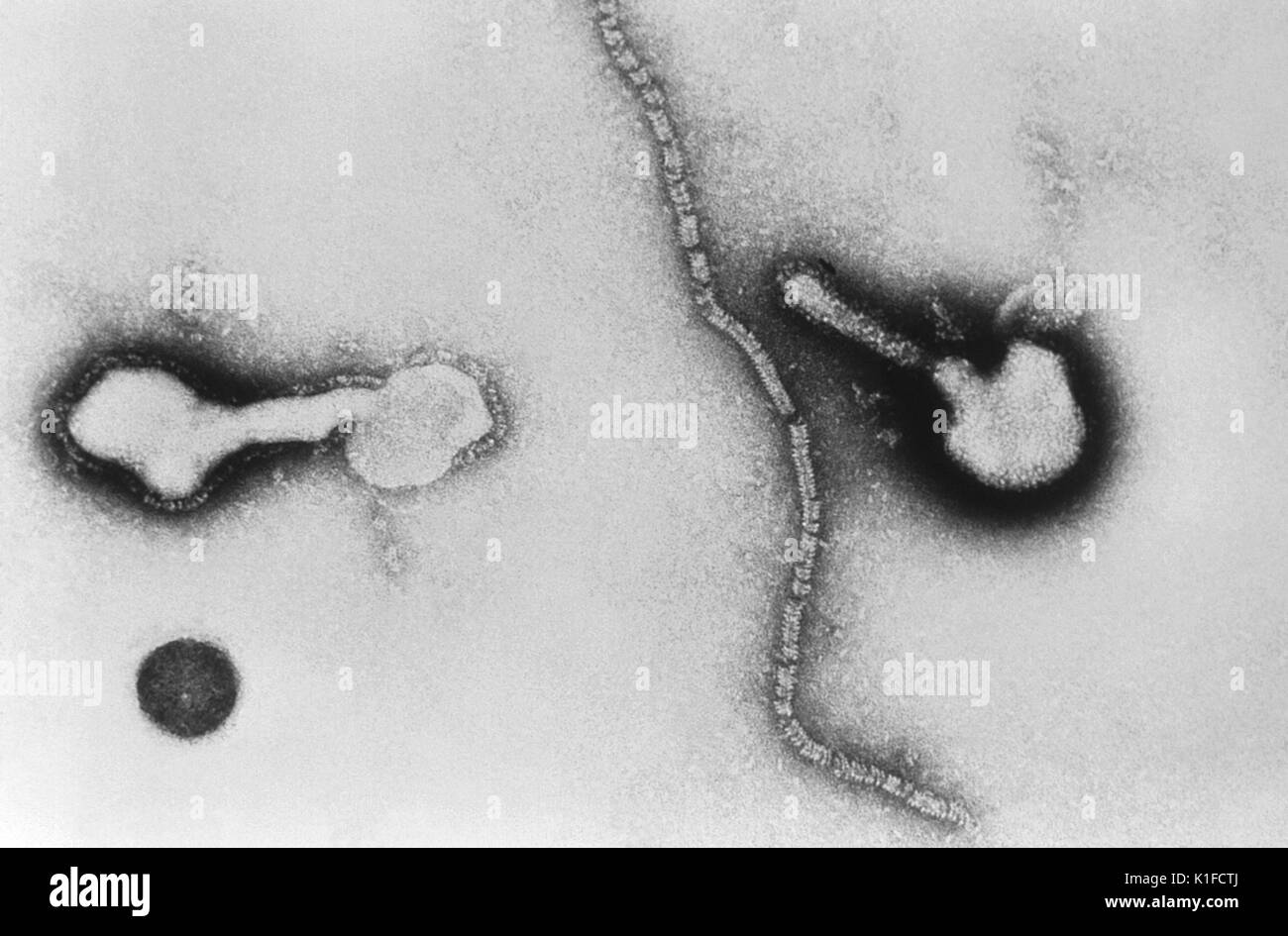This transmission electron micrograph (TEM) depicts parainfluenza virions, and free filamentous nucleocapsid material. Human parainfluenza viruses (HPIVs) commonly cause upper and lower respiratory illnesses in infants and young children. But, anyone can get respiratory illness from HPIV. Image courtesy CDC/Dr. Erskine Palmer, 1981. Stock Photo