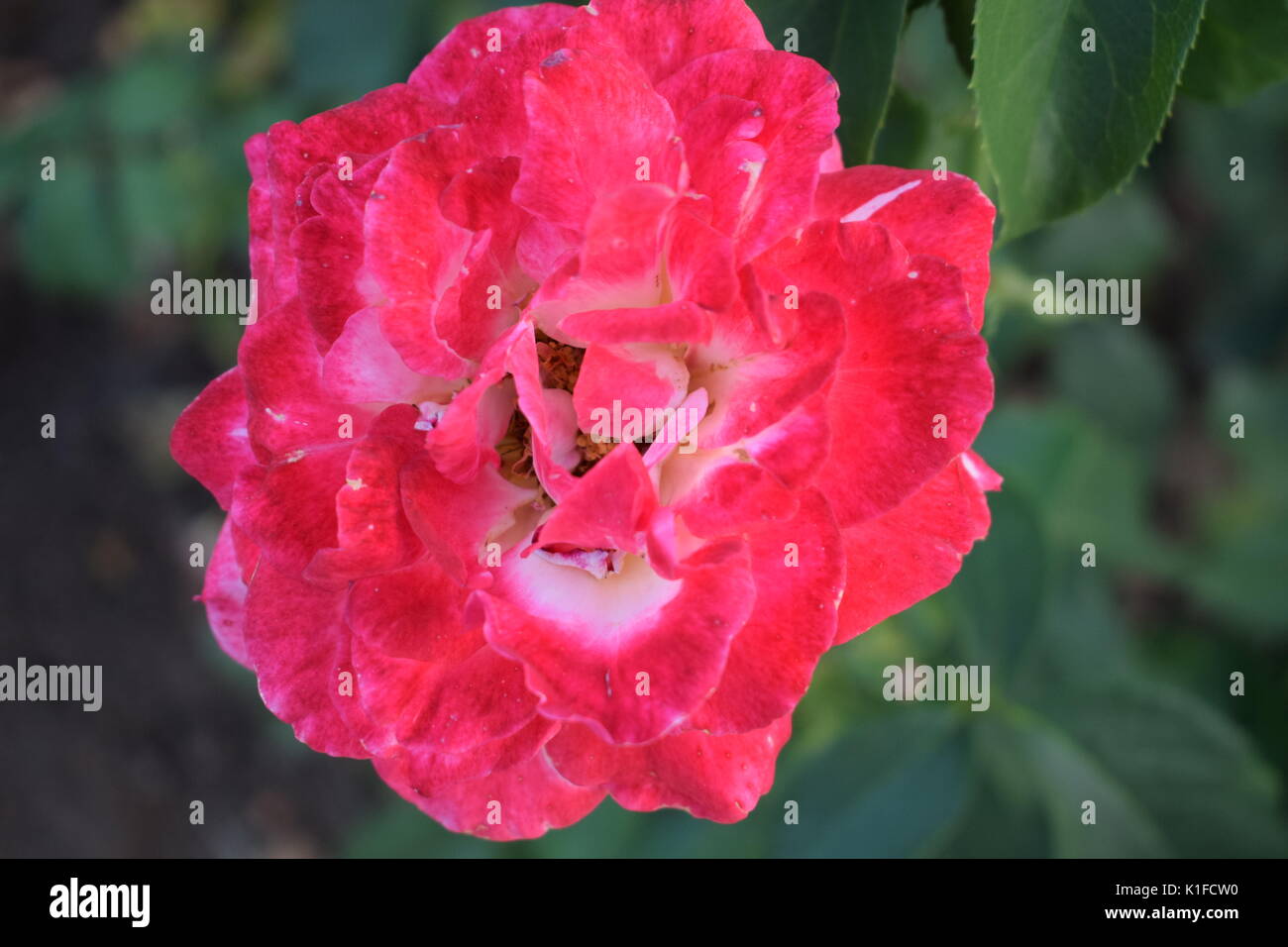 Pretty pink rose in garden with green leaves background Stock Photo - Alamy