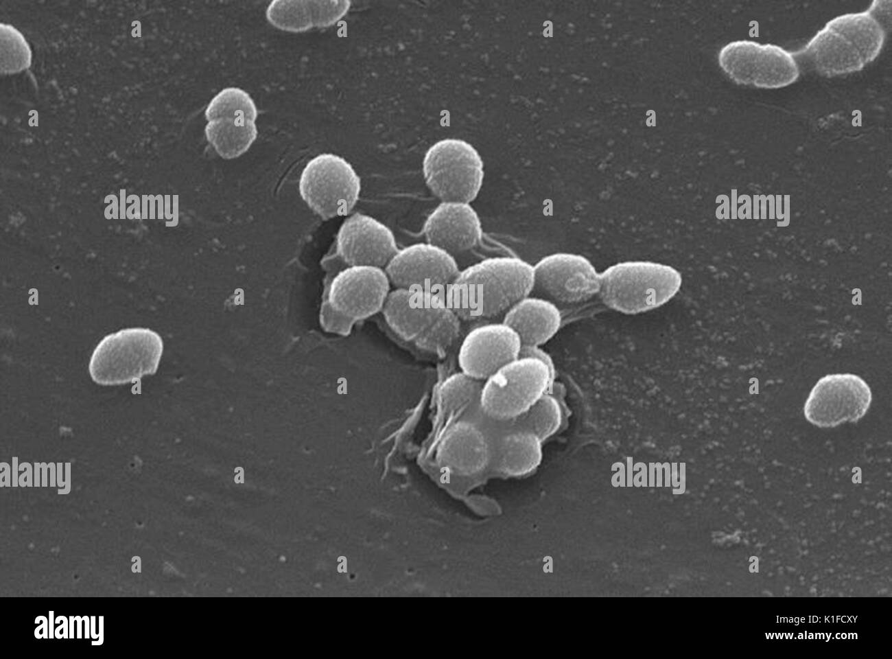 Staphylococcus pseudintermedius. Coloured scanning electron micrograph  (SEM) of Staphylococcus pseudintermedius bacteria. These Gram-positive  cocci (s Stock Photo - Alamy