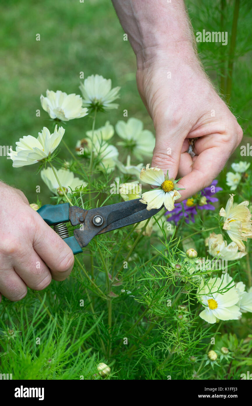 Gardener deadheading Cosmos bipinnatus Xanthos flower with snips in an