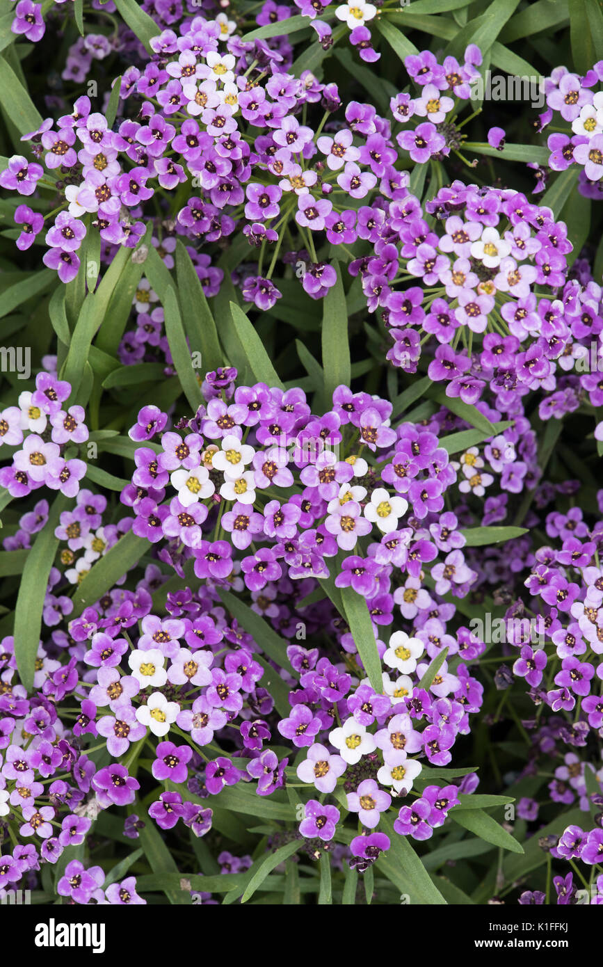 Lobularia awesome bicolour purple white improved. Sweet alyssum flowers. Hybrid Stock Photo