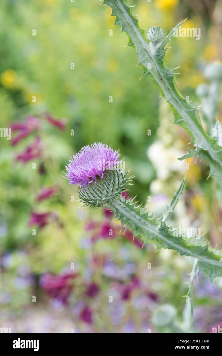 Purple thistle like flower hires stock photography and images Alamy