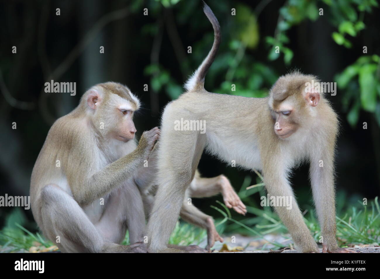 Crab-eating macaque (Macaca fascicularis) in Khao Yai National Park ...