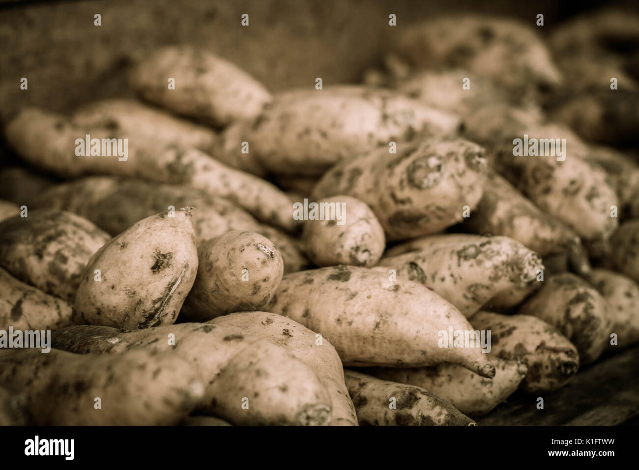 a yam sweet potato store close up photo taken in jogja indonesia java ...