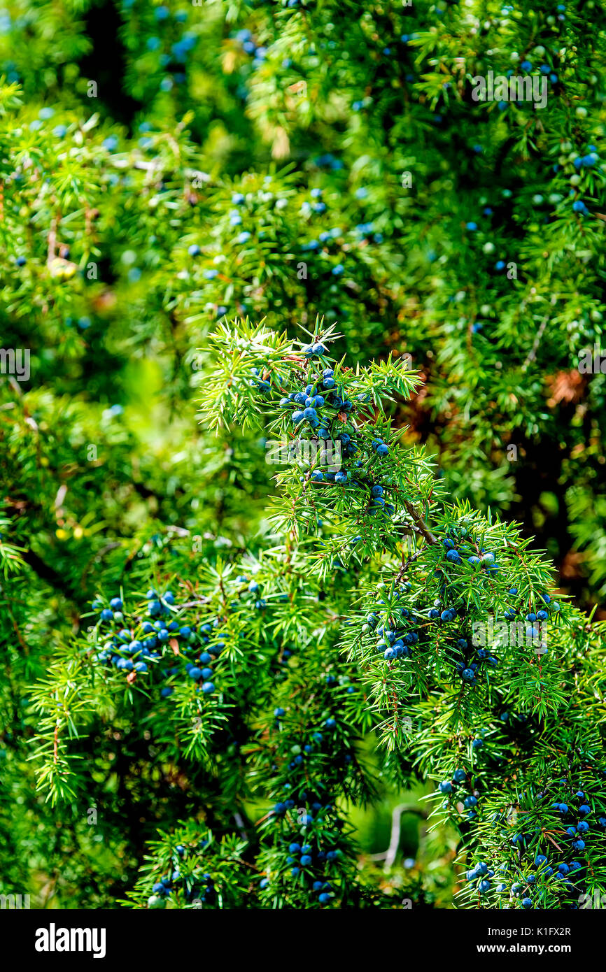 juniper berries, ripe and unripe Stock Photo Alamy