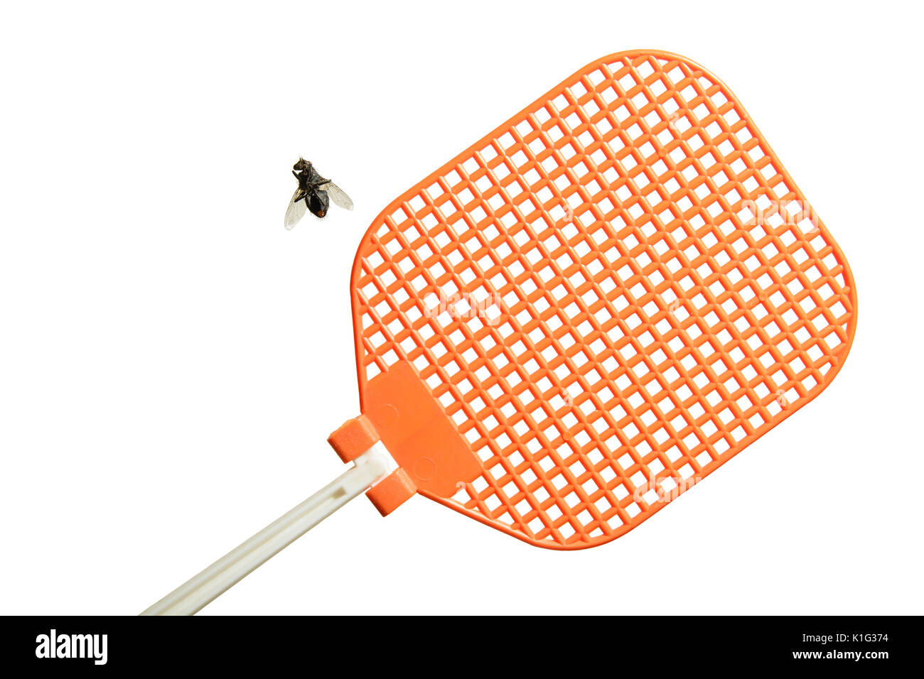 Dead flesh fly is lying on its back next to an orange fly swatter. Isolated on white background. Stock Photo