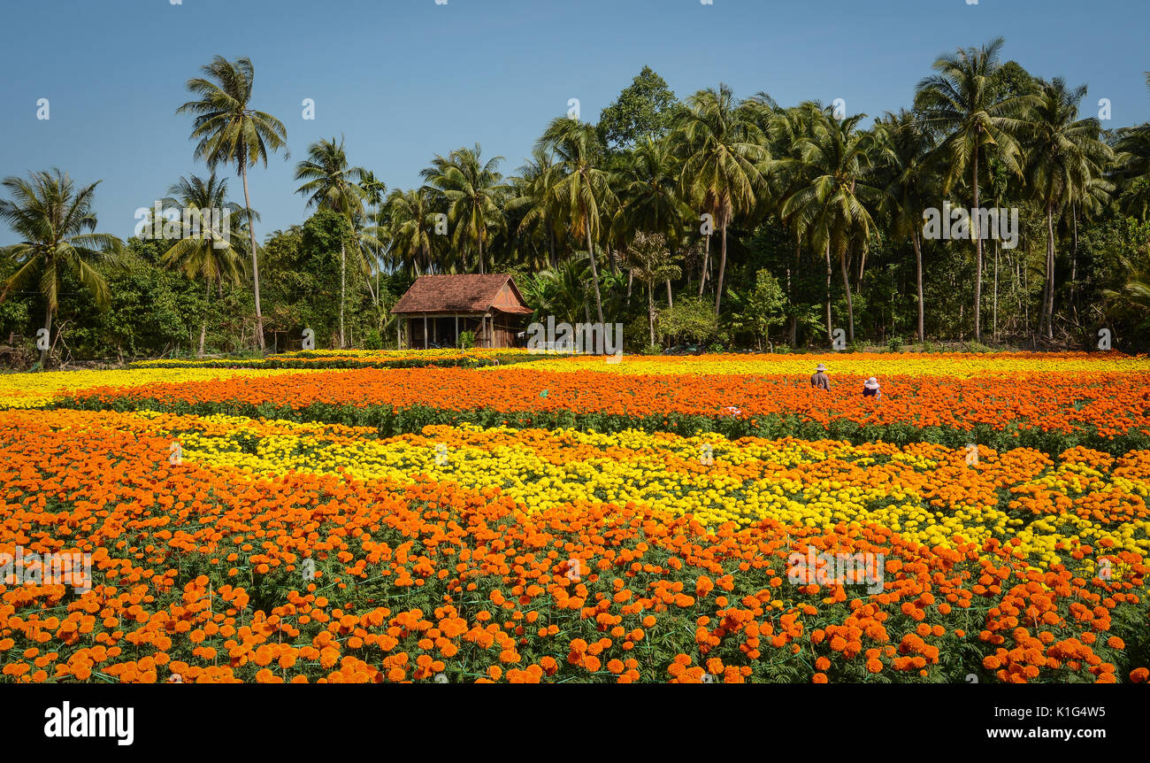 Flower plantation in Mekong Delta, Vietnam. Mekong Delta is the region in southwestern Vietnam where the Mekong River approaches and empties into the  Stock Photo