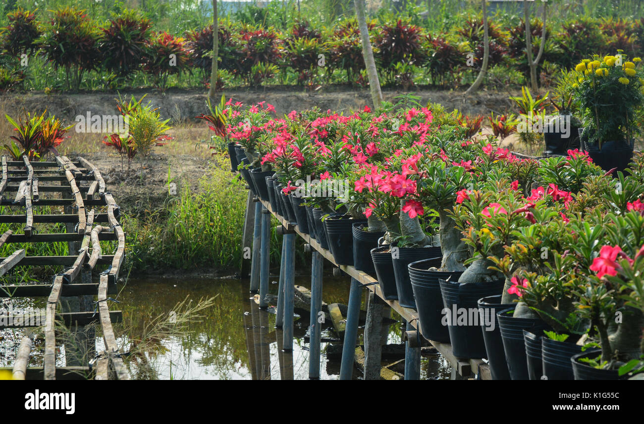 Flower plantation at spring time in Mekong Delta, Vietnam. Stock Photo