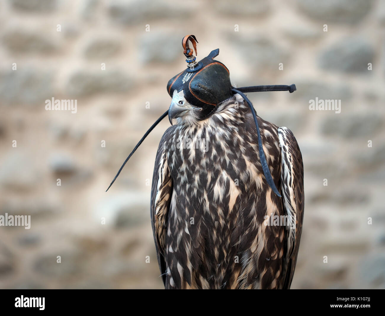 Bird of prey hood hi-res stock photography and images - Alamy