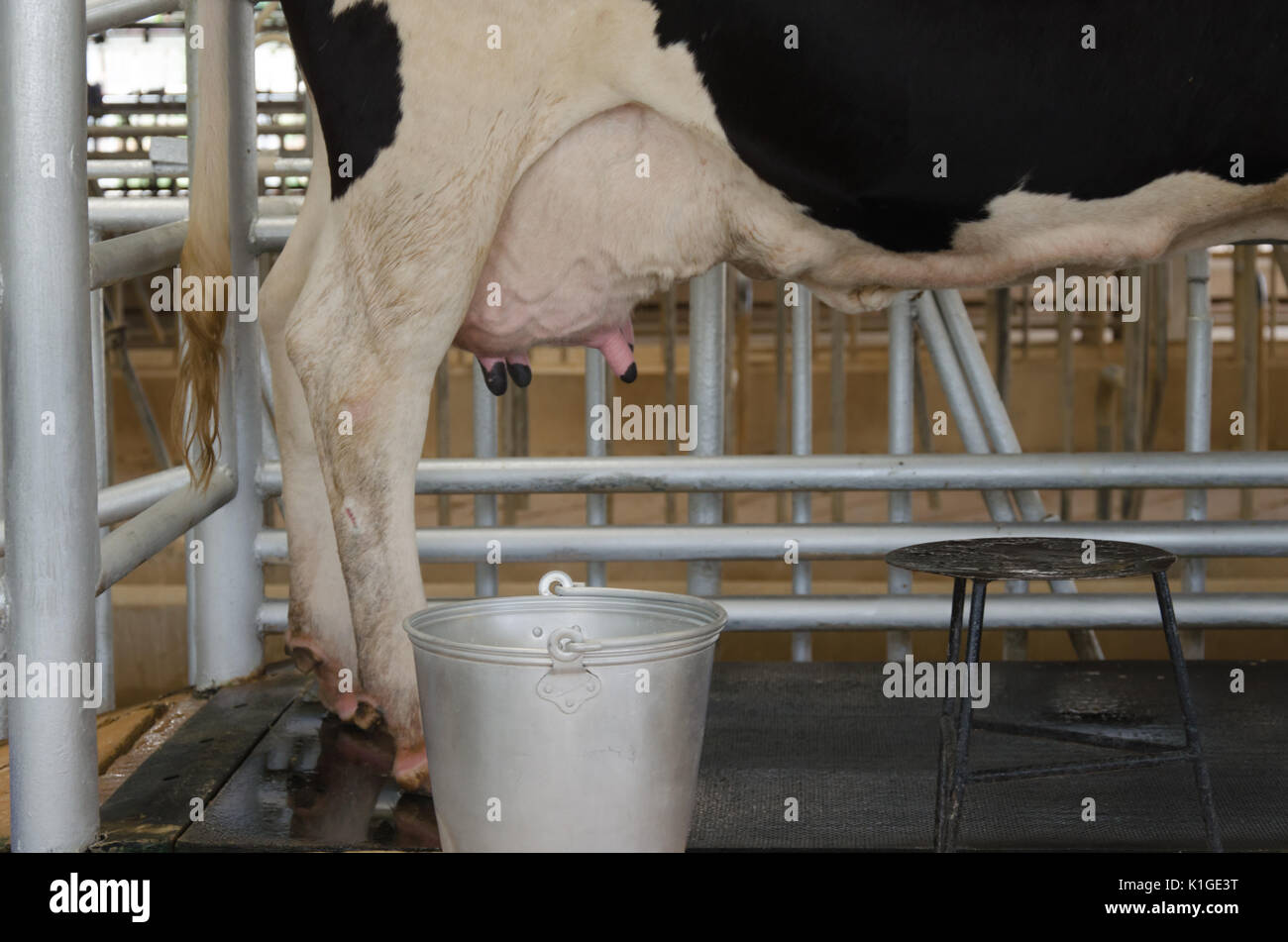 Dairy cows on the farm Stock Photo - Alamy