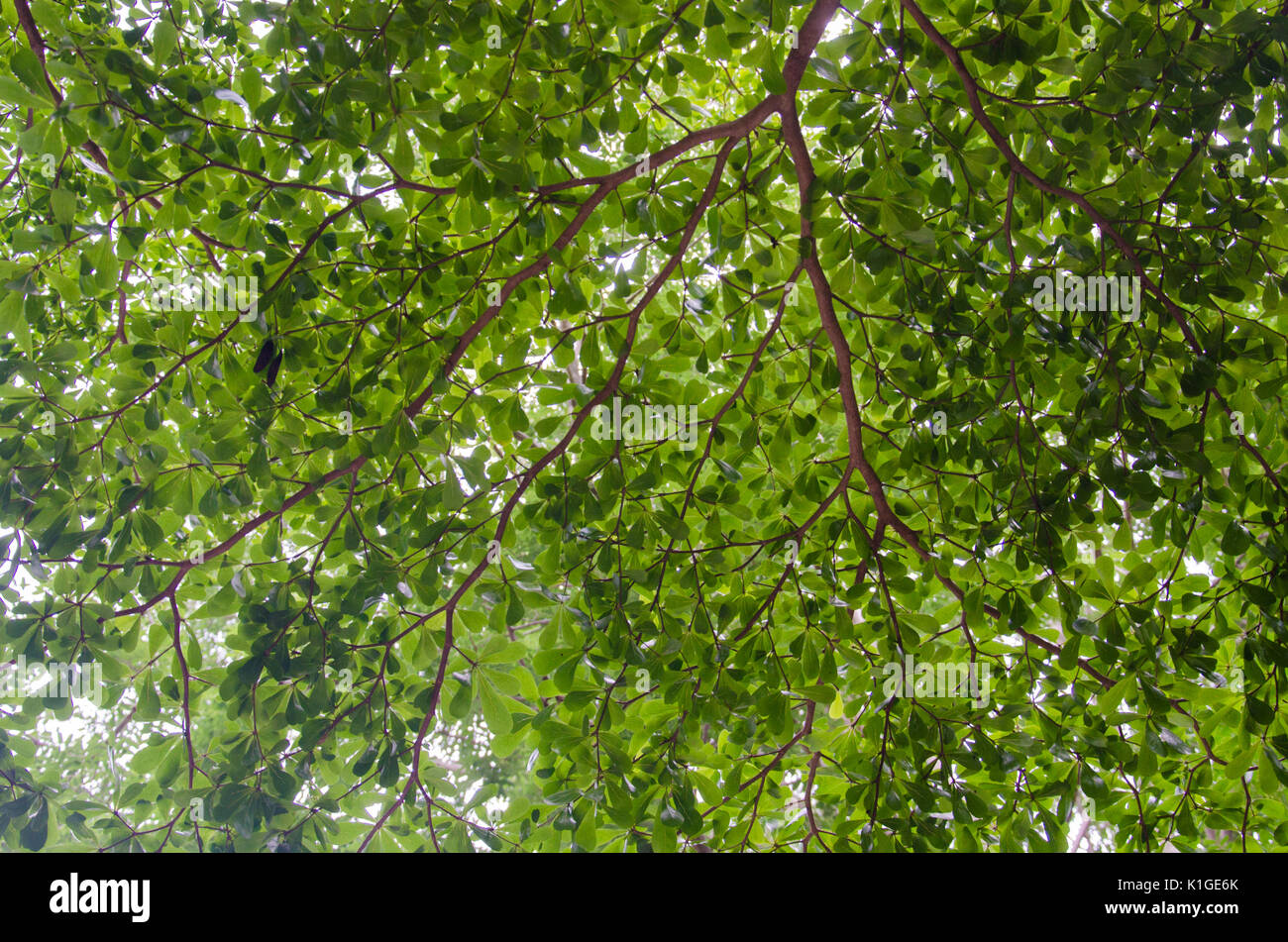 the tree with branch and green leaves Stock Photo - Alamy