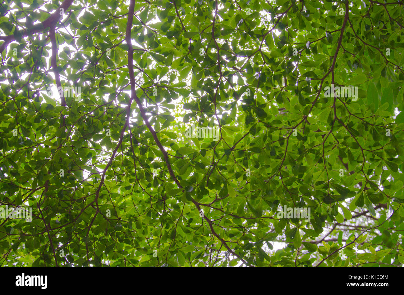 the tree with branch and green leaves Stock Photo - Alamy