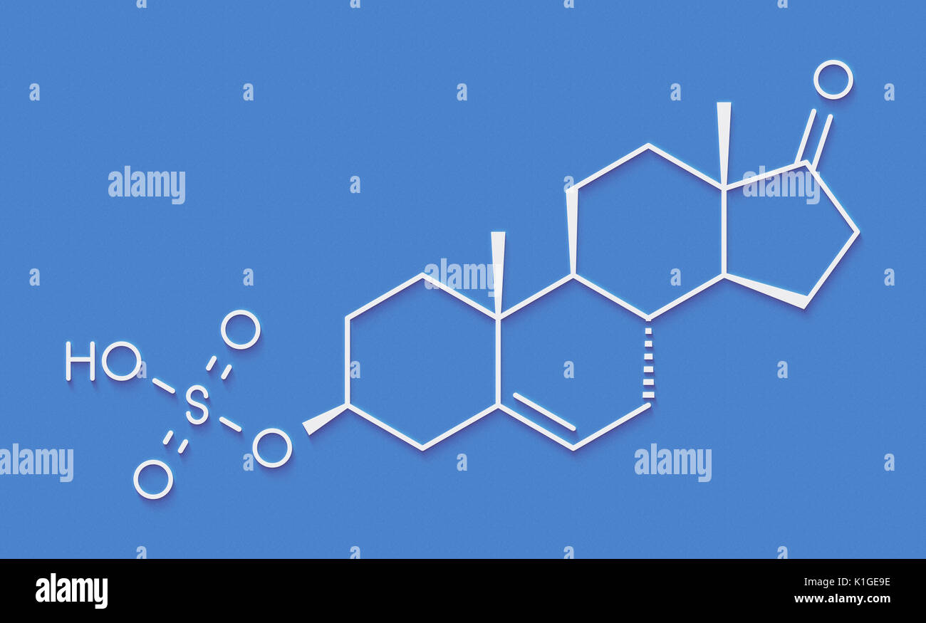 Dehydroepiandrosterone sulfate (DHEAS) natural hormone molecule