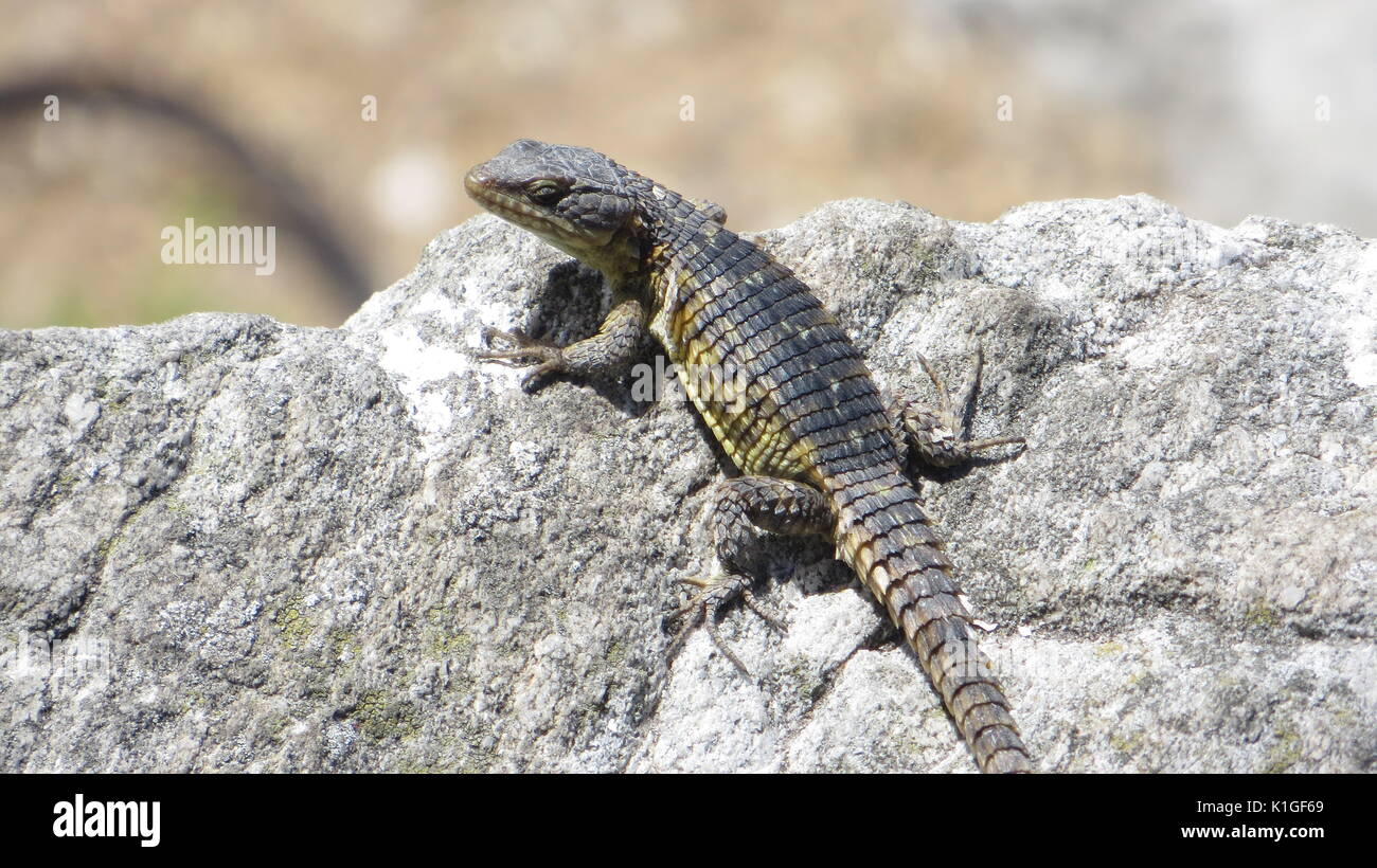 Black Lizard warming up at the table mountain, South Africa Stock Photo