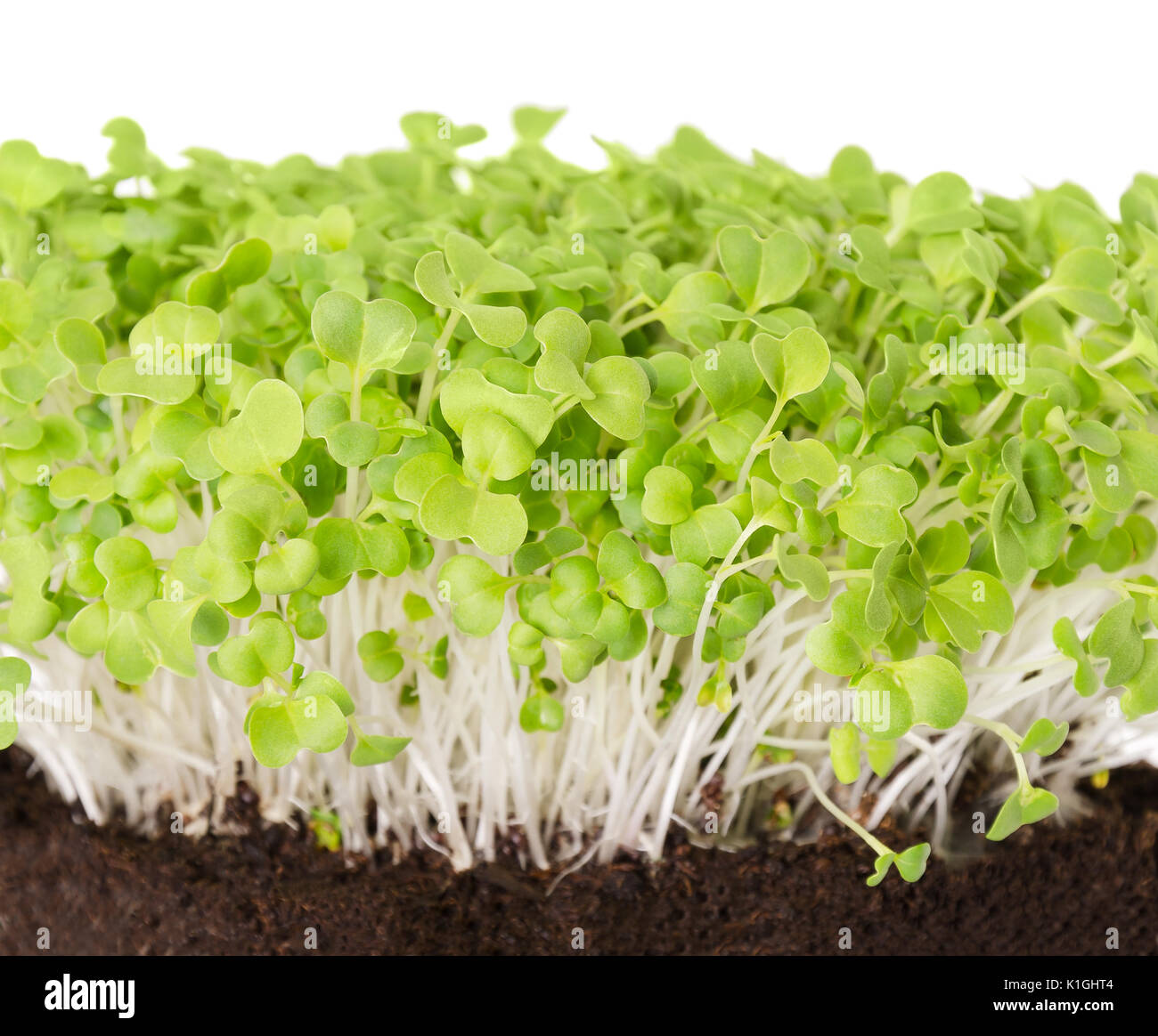 Mizuna seedlings in potting compost front view. Sprouts, vegetable, microgreen. Also called Japanese mustard greens, kyona or spider mustard. Stock Photo