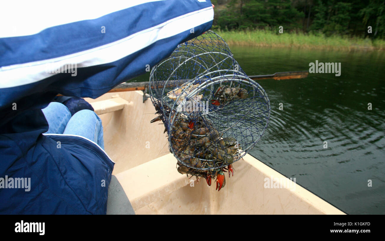 CRAWFISH fishing the cages land in the boat 2010 Stock Photo