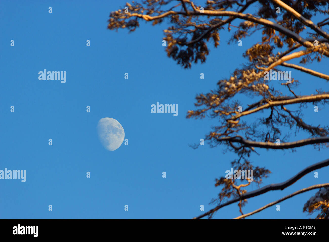 winter night. trees covered by snow against blue sky Stock Photo - Alamy