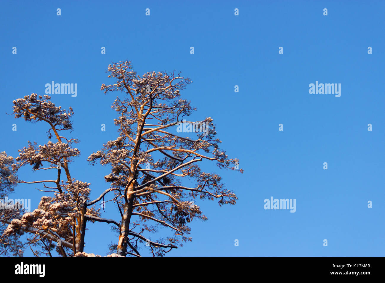 winter night. trees covered by snow against blue sky Stock Photo - Alamy