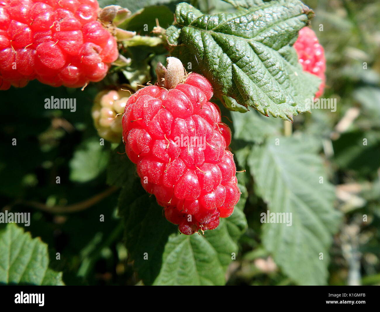 Red  berries - tayberry, Red berries on a green background Stock Photo