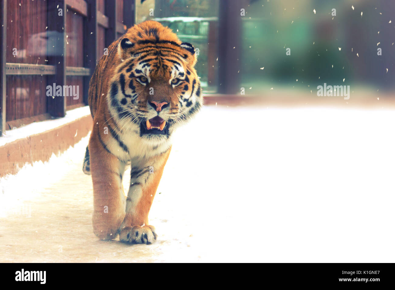 Уссурийский тигр. Амурский тигр (panthera tigris). Сибирский тигр в корее. Уссурийский тигр бенгальский тигр. Игрушка сибирский кот.