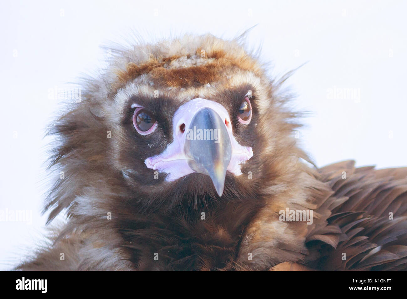 Bald eagle and snow in the zoo Stock Photo - Alamy
