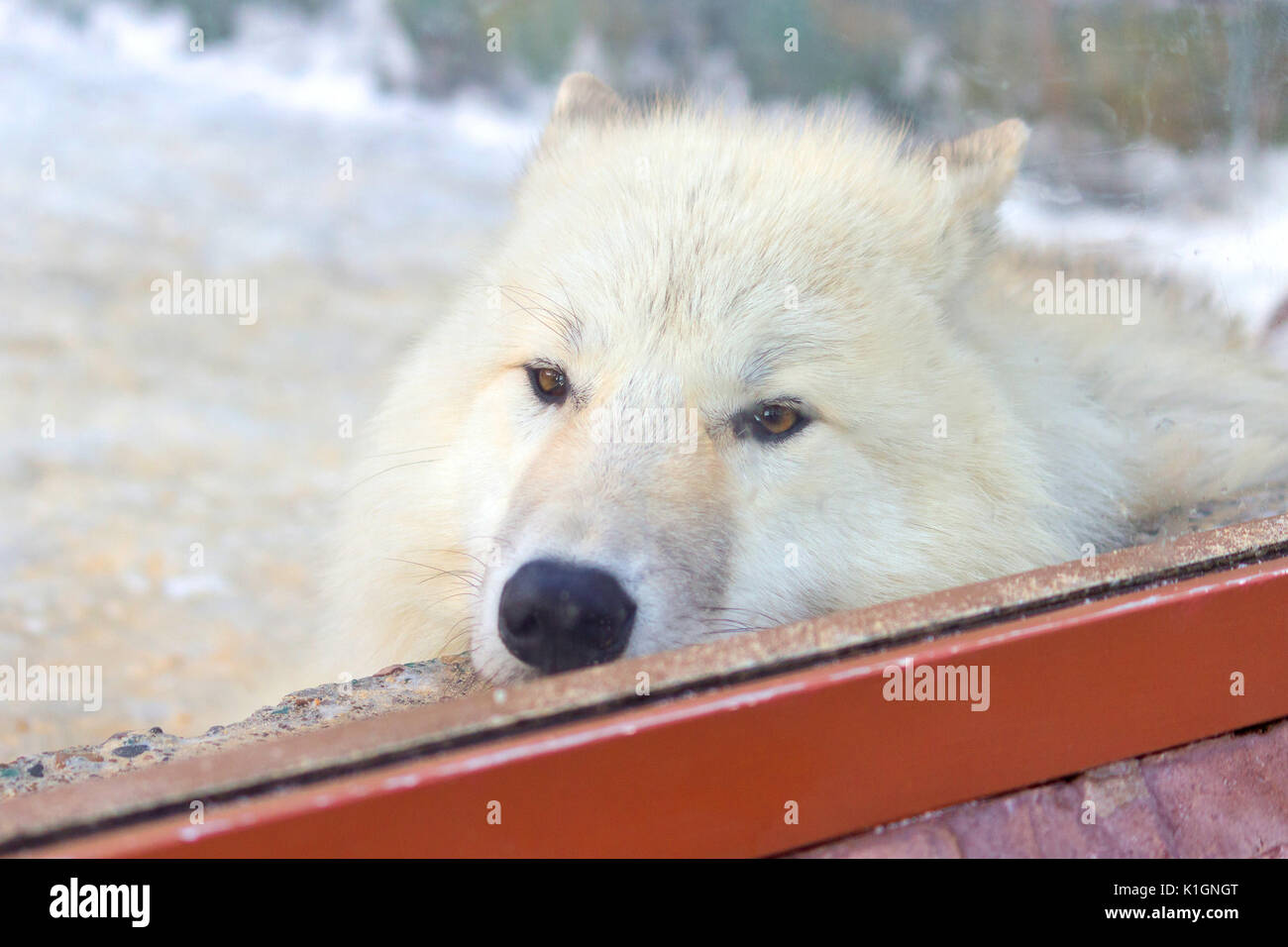 cute white wolf sleep in the zoo Stock Photo - Alamy