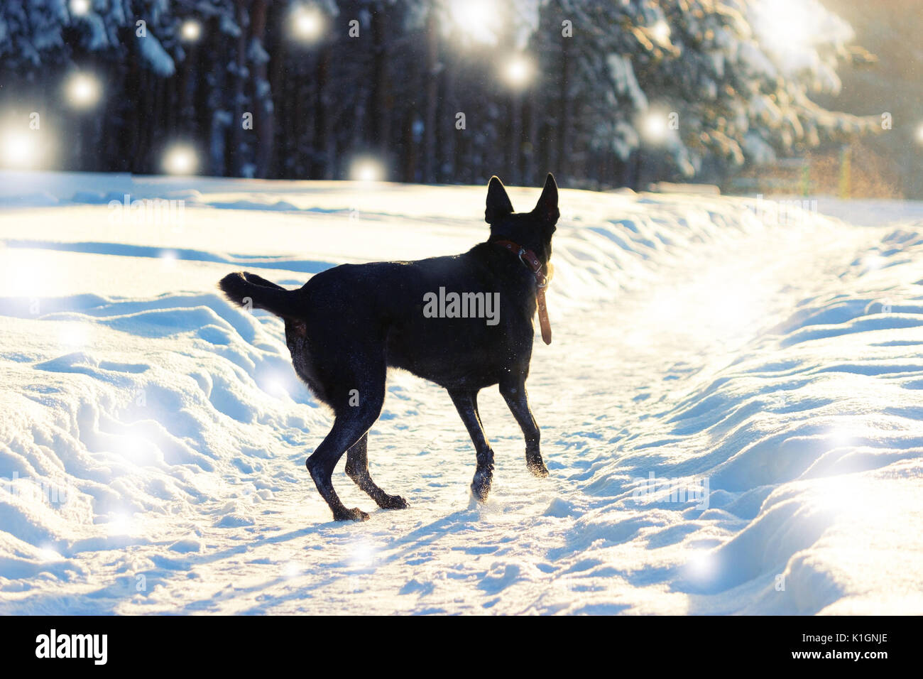 black dog in the beautiful forest. winter Stock Photo - Alamy