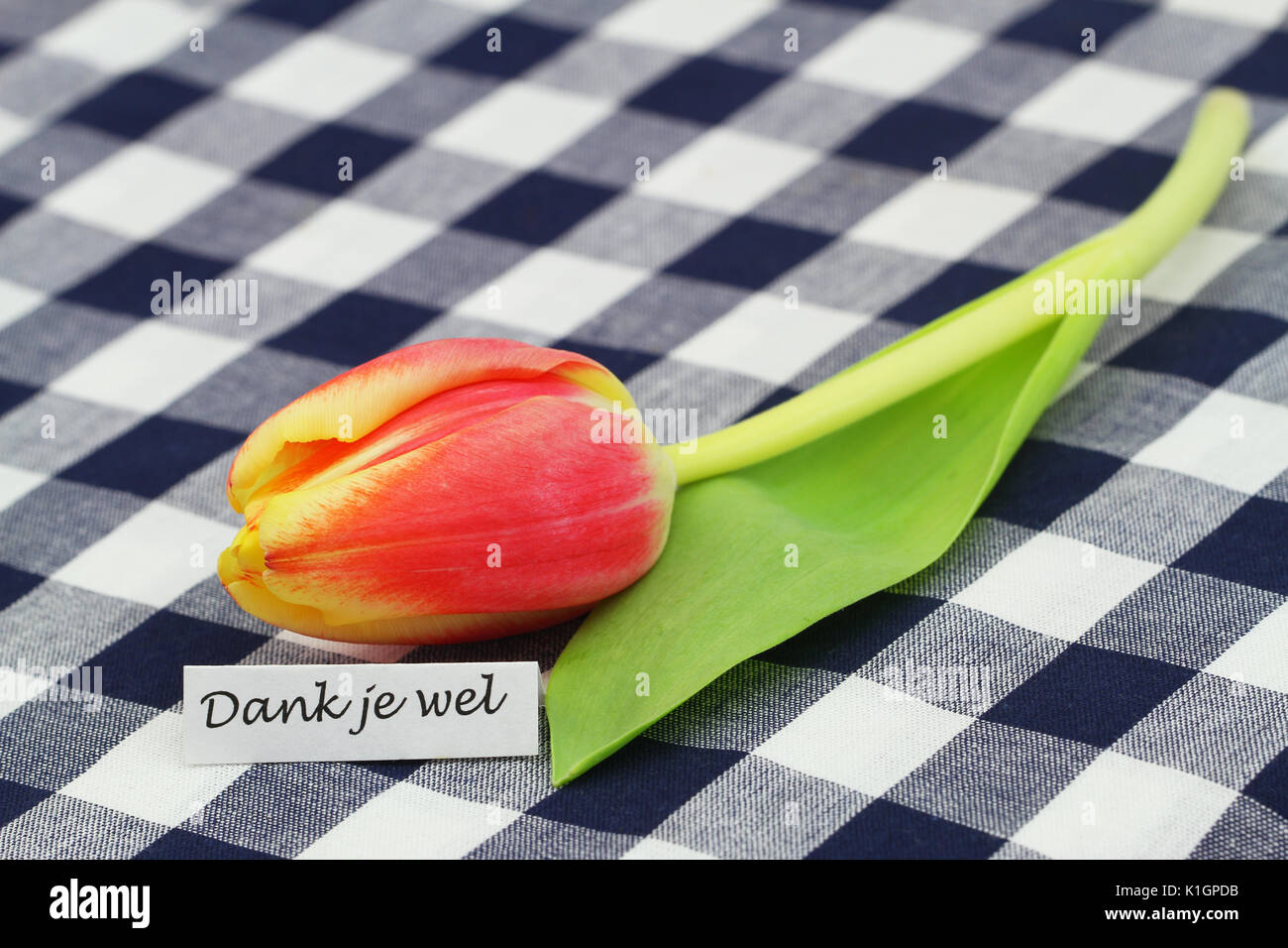 Dank je wel (which means thank you in Dutch) card with red tulip on checkered surface Stock Photo