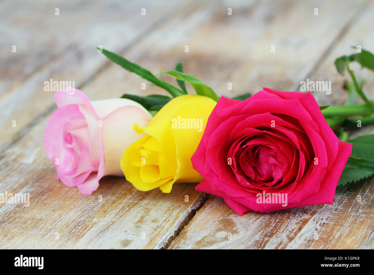 Three colorful roses on rustic wooden surface with copy space Stock Photo